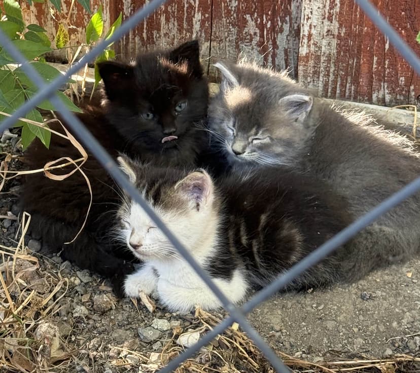 Three kittens sleeping in a pile together